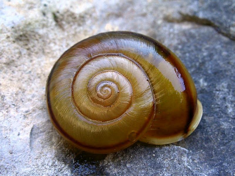 Chilostoma (Chilostoma) adelozona (Strobel, 1857)